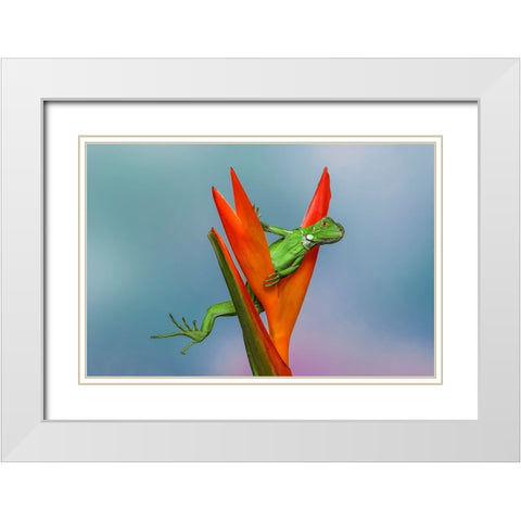 Juvenile Iguana lounging in red bromeliad-Florida White Modern Wood Framed Art Print with Double Matting by Jones, Adam