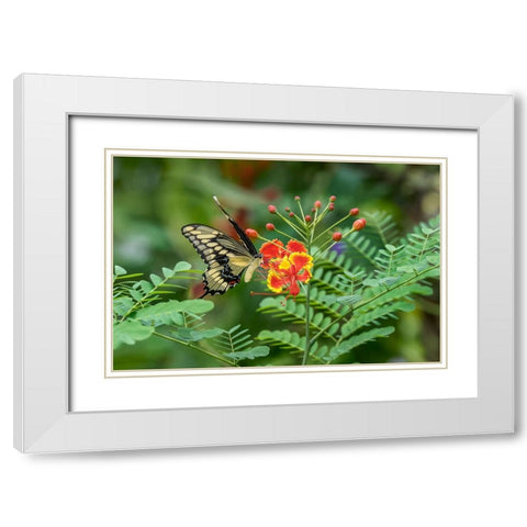 Eastern tiger swallowtail-Florida White Modern Wood Framed Art Print with Double Matting by Jones, Adam