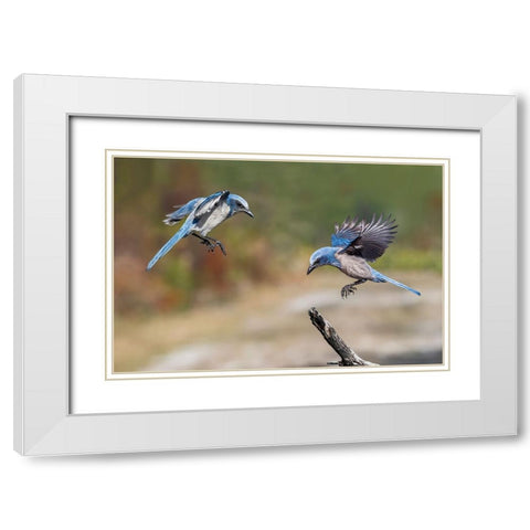 Florida scrub jay-Merritt Island National Wildlife Refuge-Florida White Modern Wood Framed Art Print with Double Matting by Jones, Adam