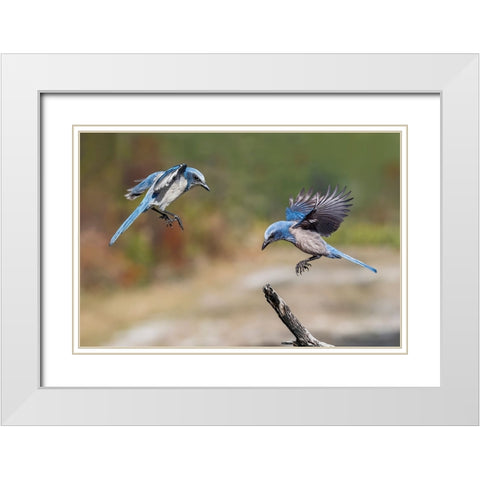 Florida scrub jay-Merritt Island National Wildlife Refuge-Florida White Modern Wood Framed Art Print with Double Matting by Jones, Adam
