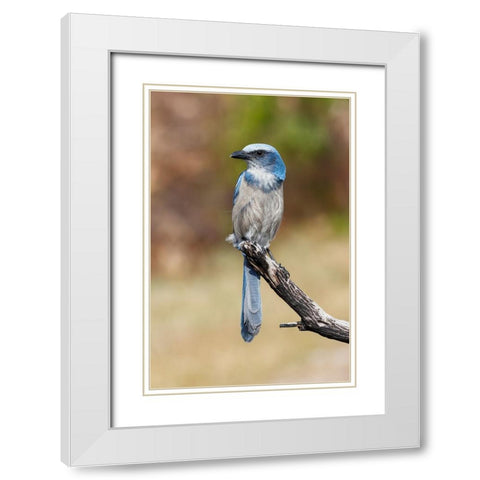 Florida scrub jay-Merritt Island National Wildlife Refuge-Florida White Modern Wood Framed Art Print with Double Matting by Jones, Adam