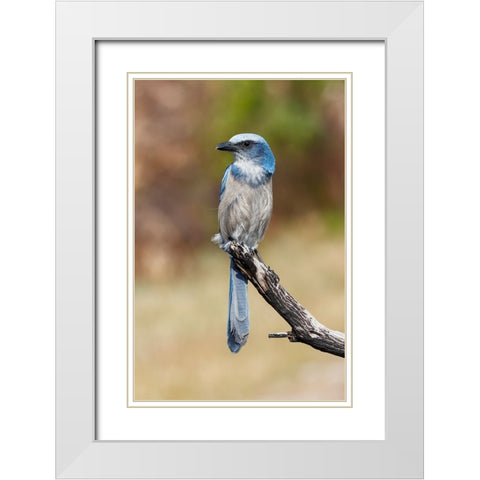 Florida scrub jay-Merritt Island National Wildlife Refuge-Florida White Modern Wood Framed Art Print with Double Matting by Jones, Adam