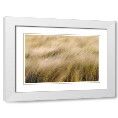 Abstract view of grasses blowing in the wind-Merritt Island National Wildlife Refuge-Florida White Modern Wood Framed Art Print with Double Matting by Jones, Adam