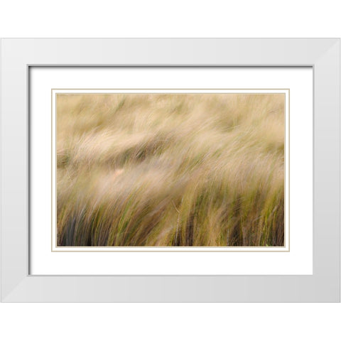 Abstract view of grasses blowing in the wind-Merritt Island National Wildlife Refuge-Florida White Modern Wood Framed Art Print with Double Matting by Jones, Adam