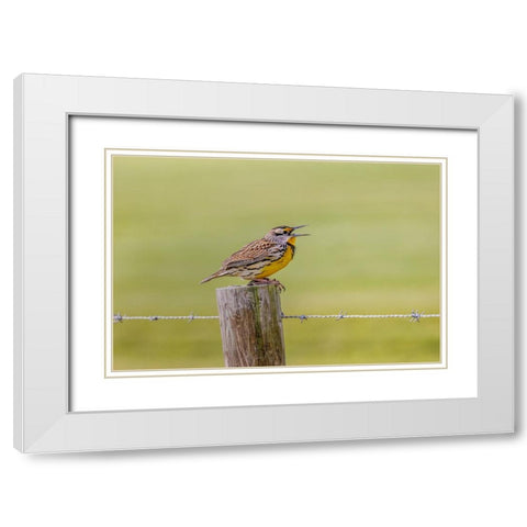 Eastern meadowlark on fence post-Florida White Modern Wood Framed Art Print with Double Matting by Jones, Adam