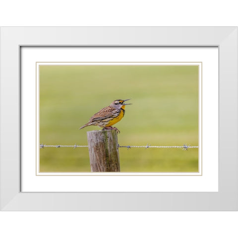 Eastern meadowlark on fence post-Florida White Modern Wood Framed Art Print with Double Matting by Jones, Adam