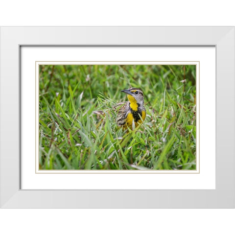 Eastern meadowlark on the ground in grass-Florida White Modern Wood Framed Art Print with Double Matting by Jones, Adam