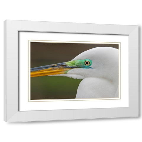 Male Great egret in breeding plumage-Merritt Island National Wildlife Refuge-Florida White Modern Wood Framed Art Print with Double Matting by Jones, Adam