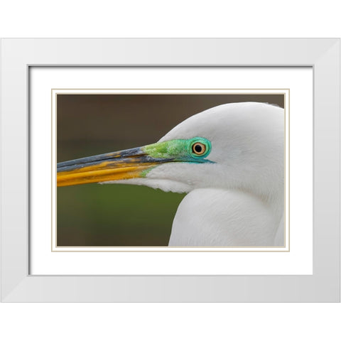Male Great egret in breeding plumage-Merritt Island National Wildlife Refuge-Florida White Modern Wood Framed Art Print with Double Matting by Jones, Adam