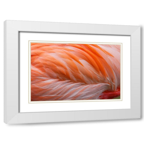 Pink feather pattern on back of flamingo-Florida White Modern Wood Framed Art Print with Double Matting by Jones, Adam