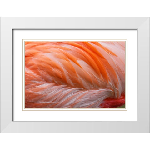 Pink feather pattern on back of flamingo-Florida White Modern Wood Framed Art Print with Double Matting by Jones, Adam