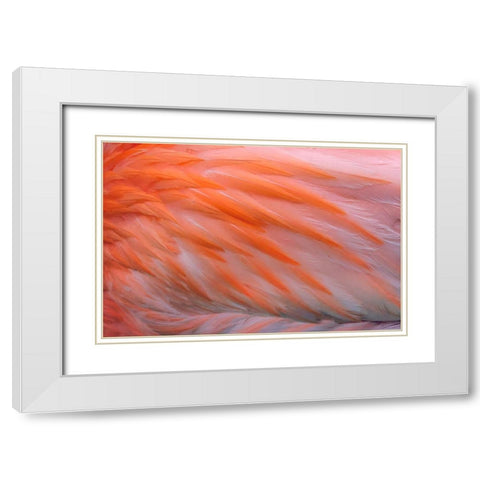 Pink feather pattern on back of flamingo-Florida White Modern Wood Framed Art Print with Double Matting by Jones, Adam