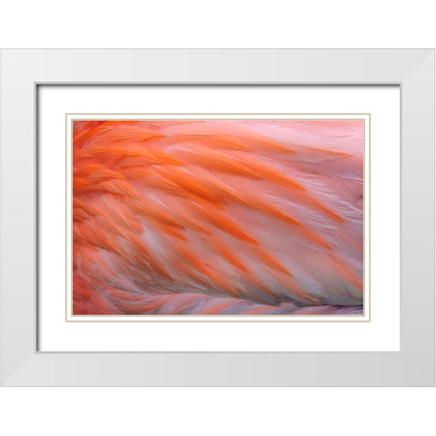 Pink feather pattern on back of flamingo-Florida White Modern Wood Framed Art Print with Double Matting by Jones, Adam