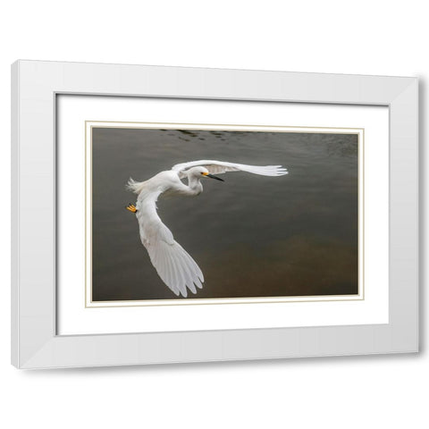 Snowy egret flying-Merritt Island National Wildlife Refuge-Florida White Modern Wood Framed Art Print with Double Matting by Jones, Adam