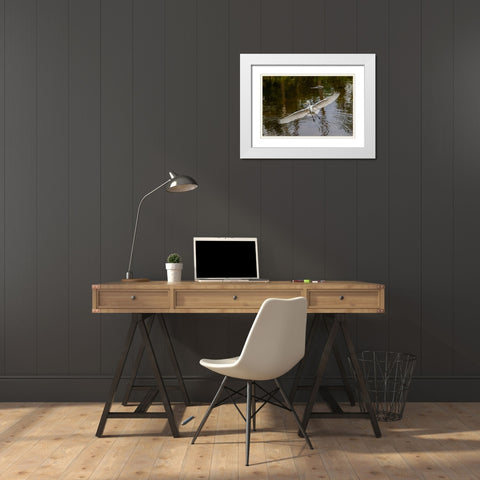 Male Great egret flying-Merritt Island National Wildlife Refuge-Florida White Modern Wood Framed Art Print with Double Matting by Jones, Adam