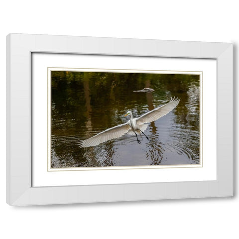 Male Great egret flying-Merritt Island National Wildlife Refuge-Florida White Modern Wood Framed Art Print with Double Matting by Jones, Adam