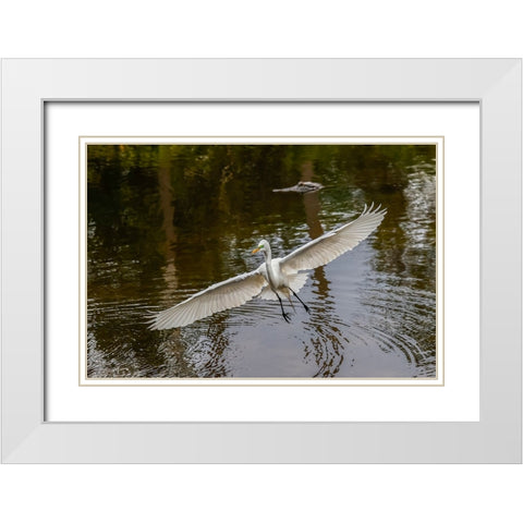 Male Great egret flying-Merritt Island National Wildlife Refuge-Florida White Modern Wood Framed Art Print with Double Matting by Jones, Adam