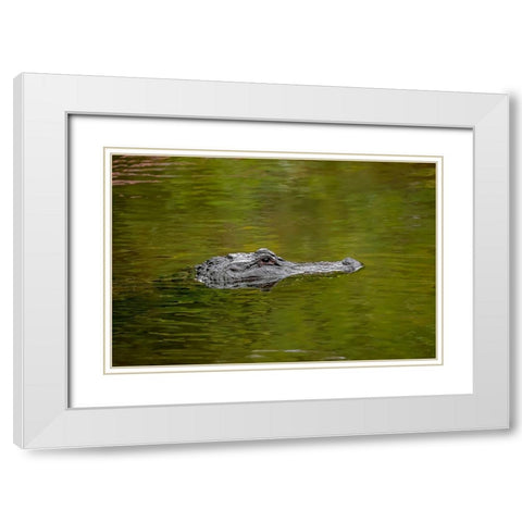 American alligator-Merritt Island National Wildlife Refuge-Florida White Modern Wood Framed Art Print with Double Matting by Jones, Adam