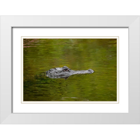 American alligator-Merritt Island National Wildlife Refuge-Florida White Modern Wood Framed Art Print with Double Matting by Jones, Adam