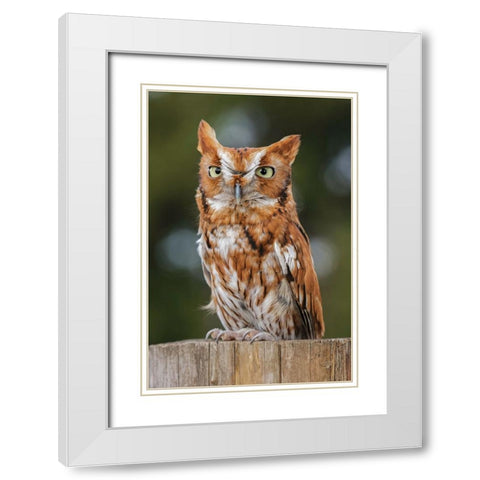 Eastern screech owl-Florida White Modern Wood Framed Art Print with Double Matting by Jones, Adam