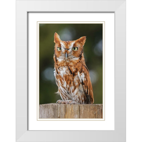 Eastern screech owl-Florida White Modern Wood Framed Art Print with Double Matting by Jones, Adam