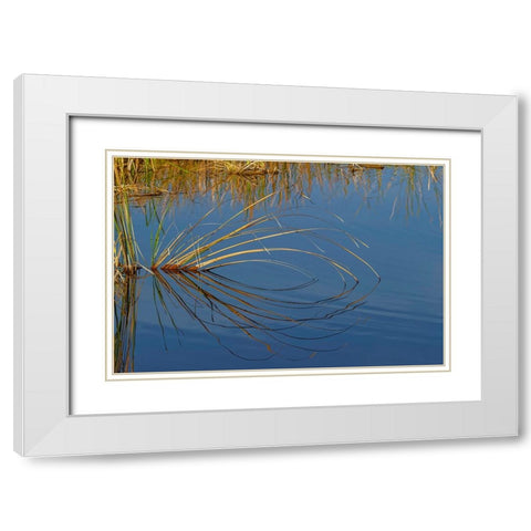 Golden reeds reflecting on still water-Lake Apopka Wildlife Drive-Apopka-Florida White Modern Wood Framed Art Print with Double Matting by Jones, Adam