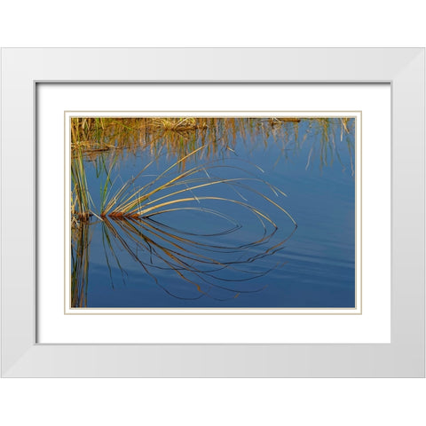 Golden reeds reflecting on still water-Lake Apopka Wildlife Drive-Apopka-Florida White Modern Wood Framed Art Print with Double Matting by Jones, Adam