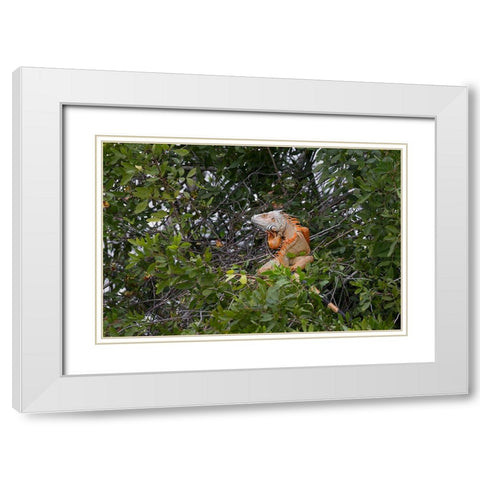 Large Green iguana-an invasive species in Florida White Modern Wood Framed Art Print with Double Matting by Jones, Adam