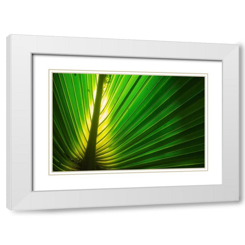 Florida-Backlit Palm Tree Leaf White Modern Wood Framed Art Print with Double Matting by Miller, Anna