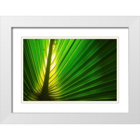 Florida-Backlit Palm Tree Leaf White Modern Wood Framed Art Print with Double Matting by Miller, Anna
