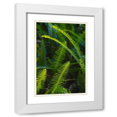 Florida-Ferns White Modern Wood Framed Art Print with Double Matting by Miller, Anna