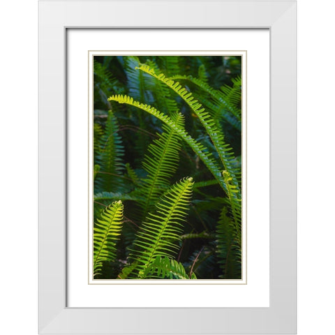 Florida-Ferns White Modern Wood Framed Art Print with Double Matting by Miller, Anna
