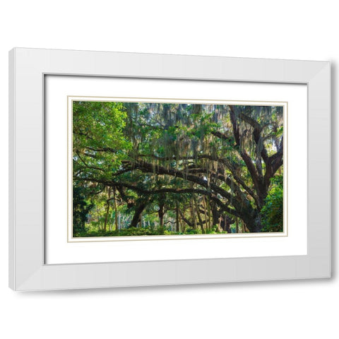 Florida-Tropical Garden with Palms and Living Oak covered in Spanish Moss White Modern Wood Framed Art Print with Double Matting by Miller, Anna
