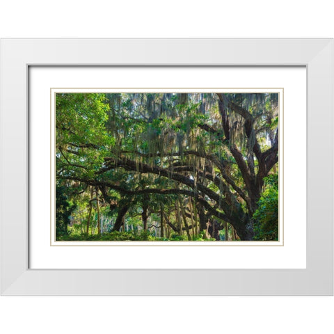 Florida-Tropical Garden with Palms and Living Oak covered in Spanish Moss White Modern Wood Framed Art Print with Double Matting by Miller, Anna