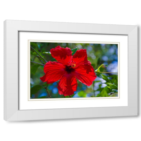 Florida- Hibiscus Flower White Modern Wood Framed Art Print with Double Matting by Miller, Anna