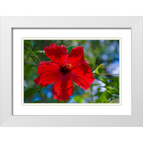 Florida- Hibiscus Flower White Modern Wood Framed Art Print with Double Matting by Miller, Anna