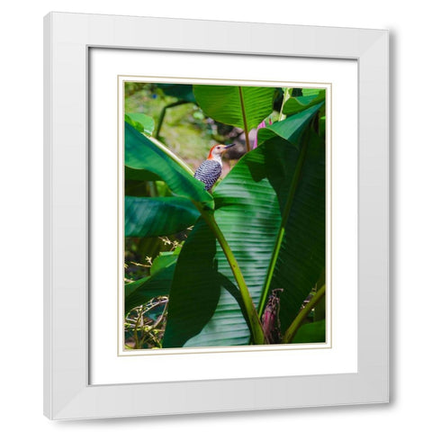 Florida- Woodpecker among Banana Leaves White Modern Wood Framed Art Print with Double Matting by Miller, Anna