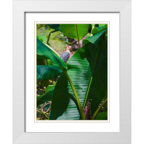 Florida- Woodpecker among Banana Leaves White Modern Wood Framed Art Print with Double Matting by Miller, Anna