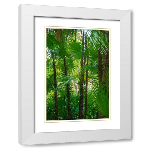 Florida-Tropical Garden Palms White Modern Wood Framed Art Print with Double Matting by Miller, Anna