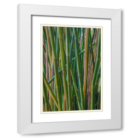 Florida-Bamboo Grove Trunks White Modern Wood Framed Art Print with Double Matting by Miller, Anna