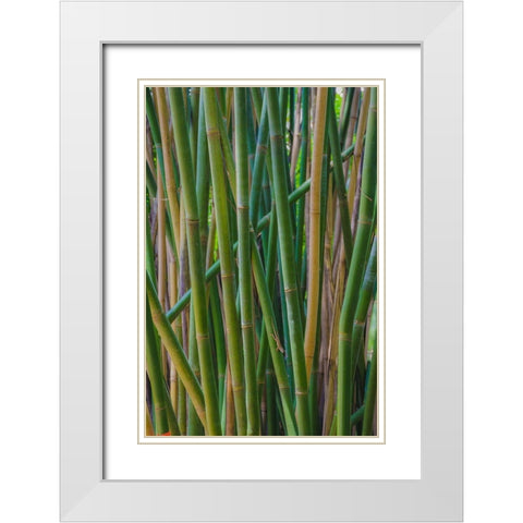 Florida-Bamboo Grove Trunks White Modern Wood Framed Art Print with Double Matting by Miller, Anna