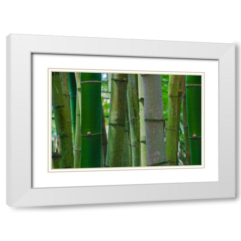 Florida-Bamboo Grove Trunks White Modern Wood Framed Art Print with Double Matting by Miller, Anna