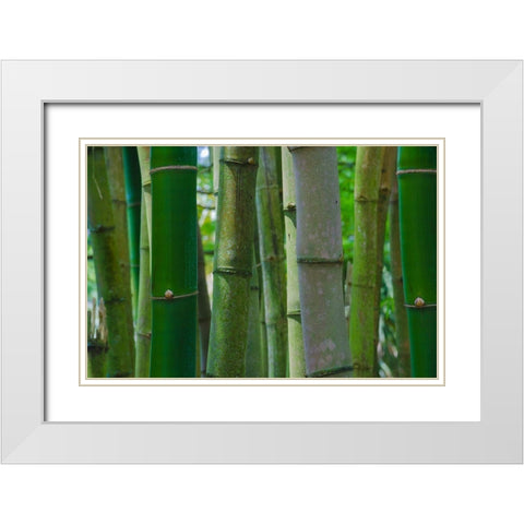 Florida-Bamboo Grove Trunks White Modern Wood Framed Art Print with Double Matting by Miller, Anna