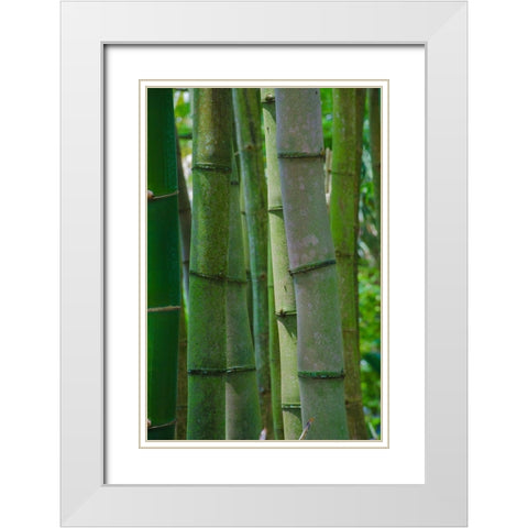 Florida-Bamboo Grove Trunks White Modern Wood Framed Art Print with Double Matting by Miller, Anna