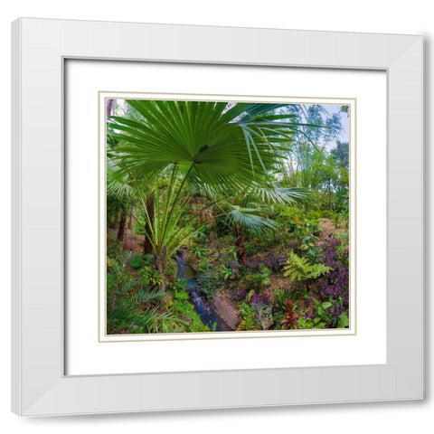 Florida-Tropical Garden with Palm Frond White Modern Wood Framed Art Print with Double Matting by Miller, Anna