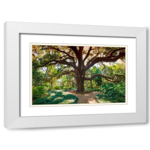 Florida Botanical Gardens-Washington Oaks State Park White Modern Wood Framed Art Print with Double Matting by Miller, Anna