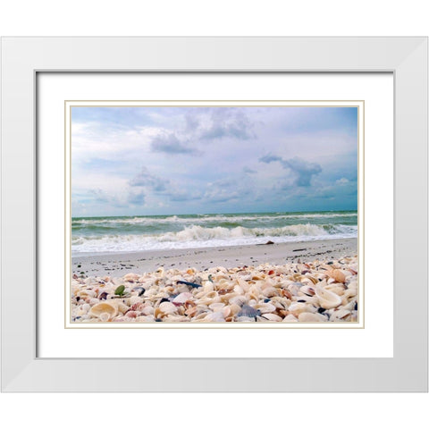 Bounty of Shells on Beaches of Sanibel Island-Florida-USA White Modern Wood Framed Art Print with Double Matting by Miller, Anna
