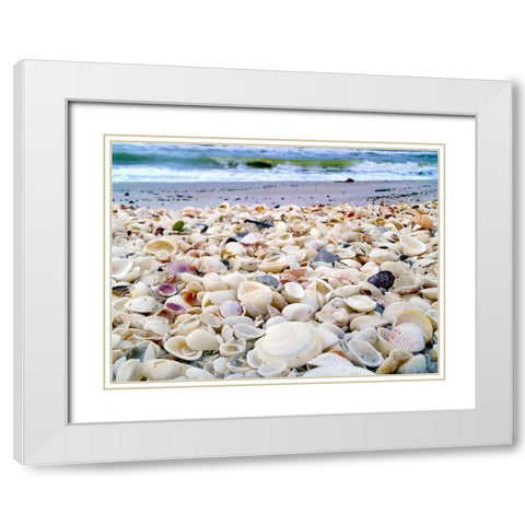 Bounty of Shells on Beaches of Sanibel Island-Florida-USA White Modern Wood Framed Art Print with Double Matting by Miller, Anna