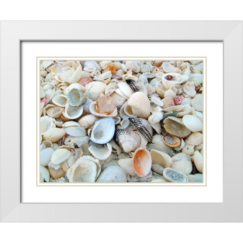 Bounty of Shells on Beaches of Sanibel Island-Florida-USA White Modern Wood Framed Art Print with Double Matting by Miller, Anna