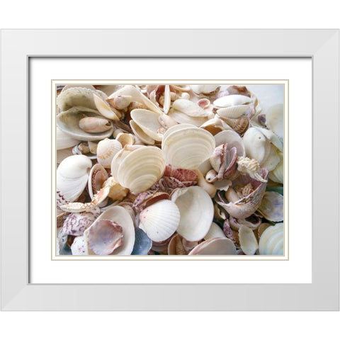 Shells Gathered on Beaches of Sanibel Island-Florida-USA White Modern Wood Framed Art Print with Double Matting by Miller, Anna